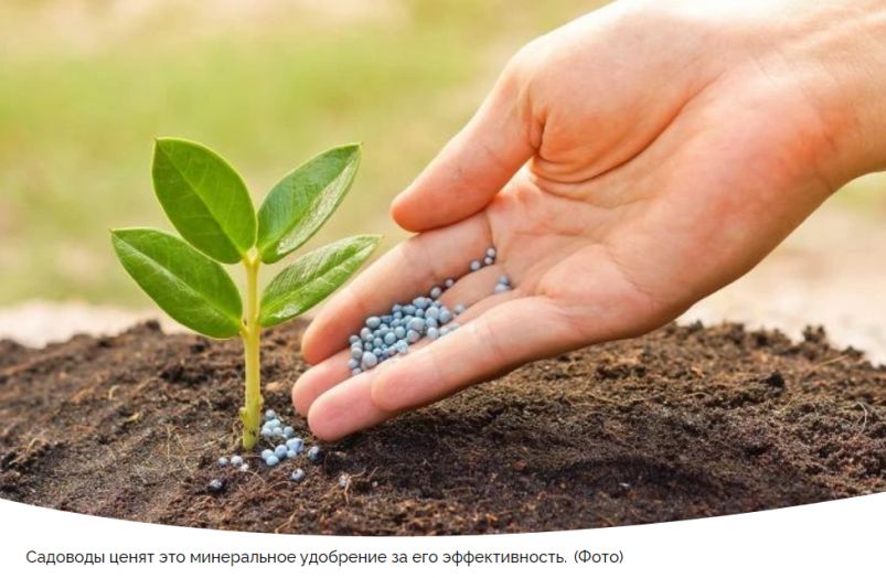3 вида азофоски и секреты их применения: что выбрать и когда подкормить, чтобы получить отличный урожай