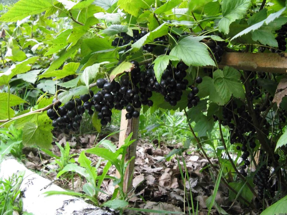 Соседи усердно возятся с кустами, а я собираю ведрами: простой секрет урожайной смородины и крыжовника