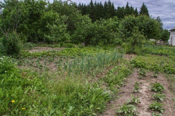 Ваши растения жаждут дождя? Как собрать и использовать воду с умом
