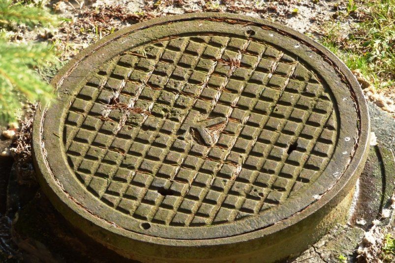 Поливайте 1 растение – и забудьте о септике: услуги ассенизатора больше не нужны – соседи ахнут от вашей находчивости