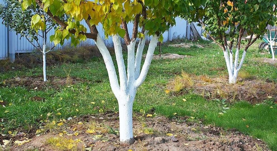 Осенняя забота о саде: как подготовить деревья и кустарники к зиме