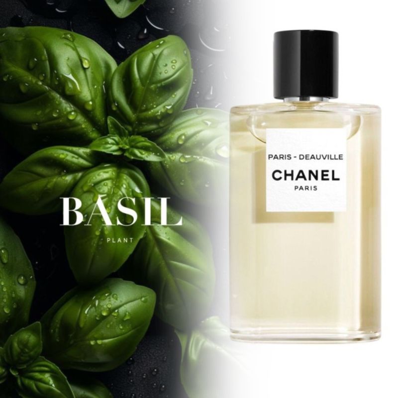 Погружение в мир базиликовых ароматов