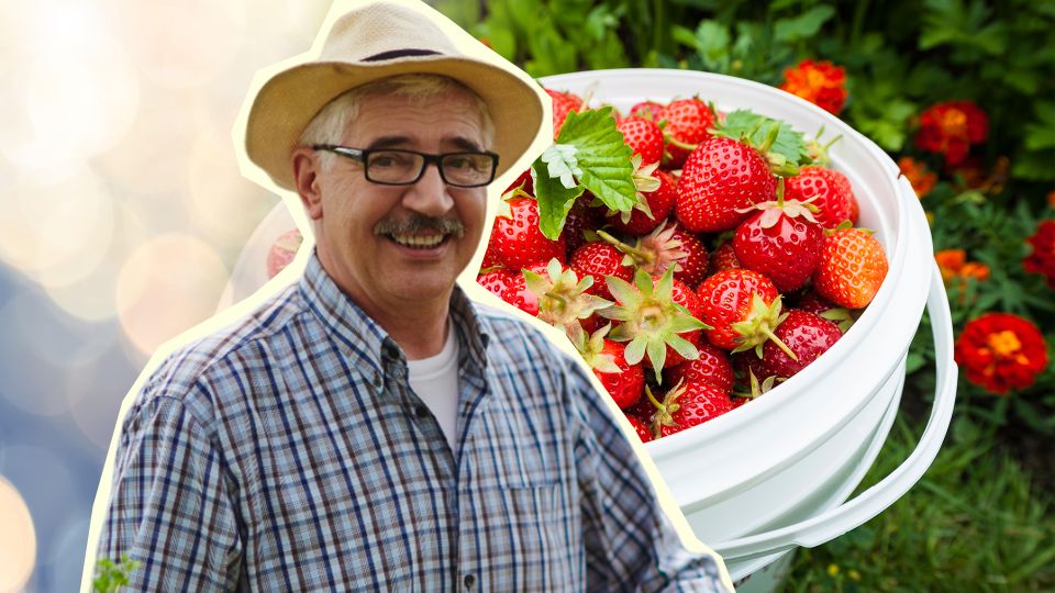 Клубника даст небывалый урожай: полейте ее этим дешевым аптечным средством