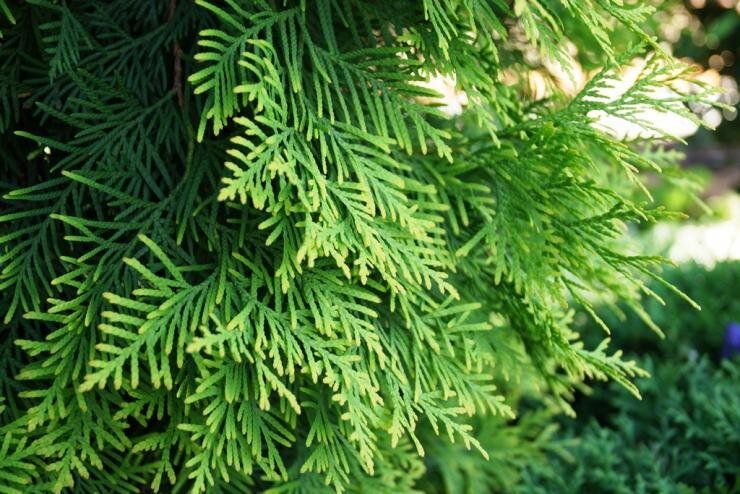 Защита хвойных растений зимой: практическое руководство