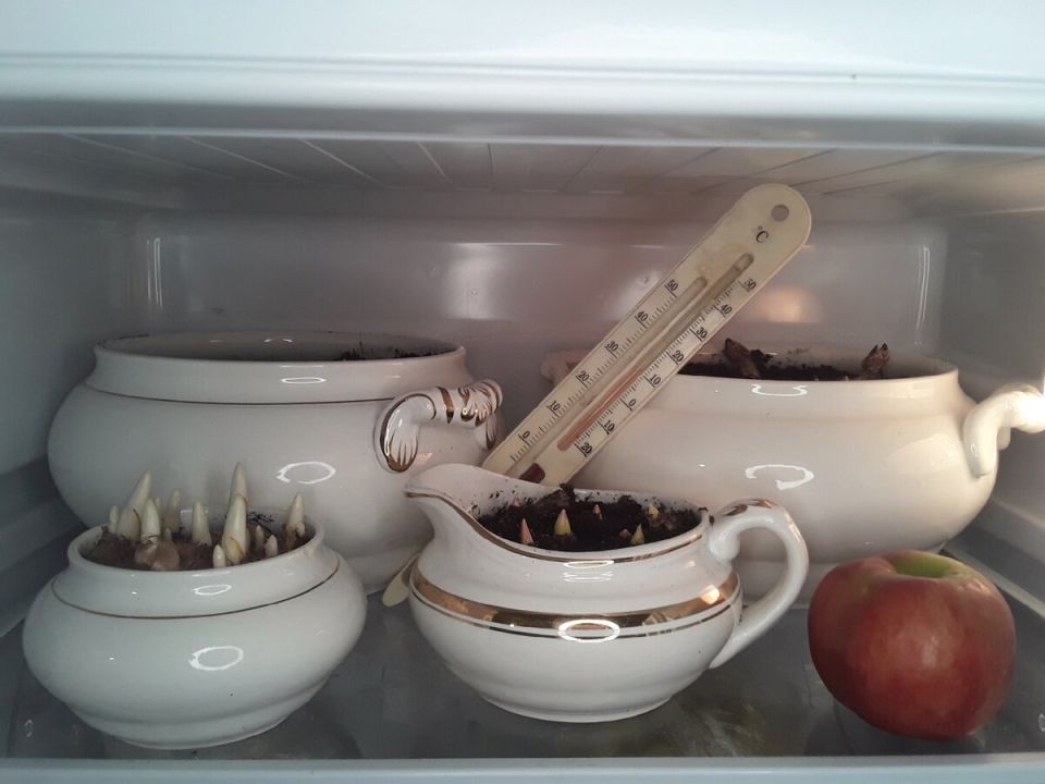 Почему плесень в холодильнике – это не проблема: взгляд на выгонку луковичных