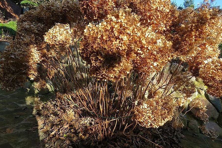 Осенние секреты ухода за гортензией: стоит ли обрезать кустарник сейчас?