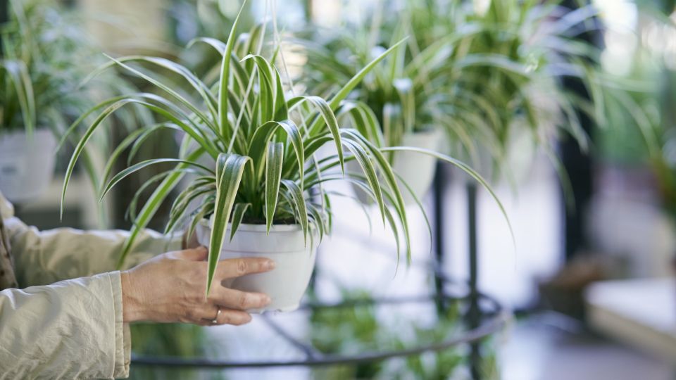 Эти комнатные цветы уничтожат всю грязь в доме: убираться будете в два раза реже