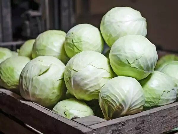 4 популярных сорта капусты для хранения и засолки: лучшее для вашего огорода