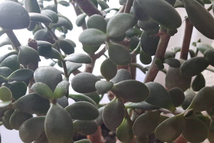 Как заставить денежное дерево цвести: об этом знает не каждая хозяйка