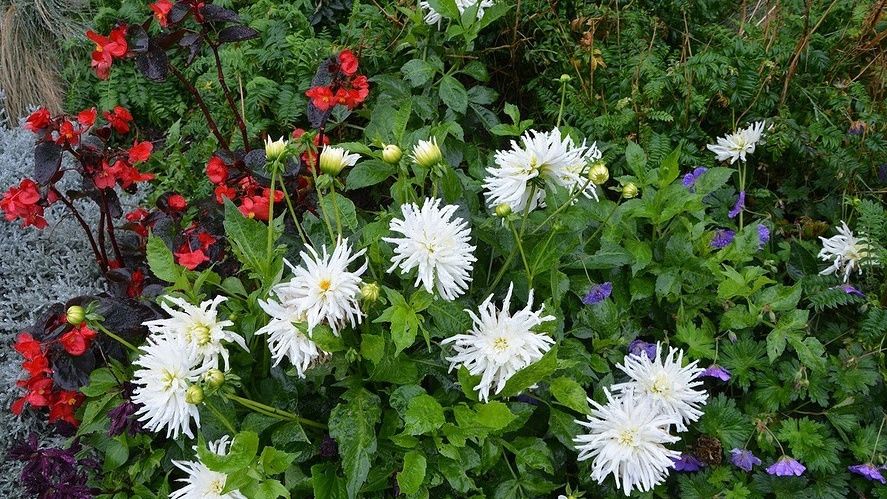 Четыре многолетника, которые преобразят ваш сад с минимальным уходом