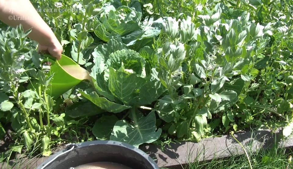 Как защитить капусту от вредителей и ухаживать за ней, чтобы вырастить отличный урожай