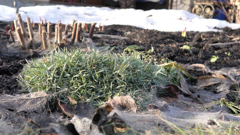 Как перезимовали растения в саду: волнующие результаты весеннего пробуждения