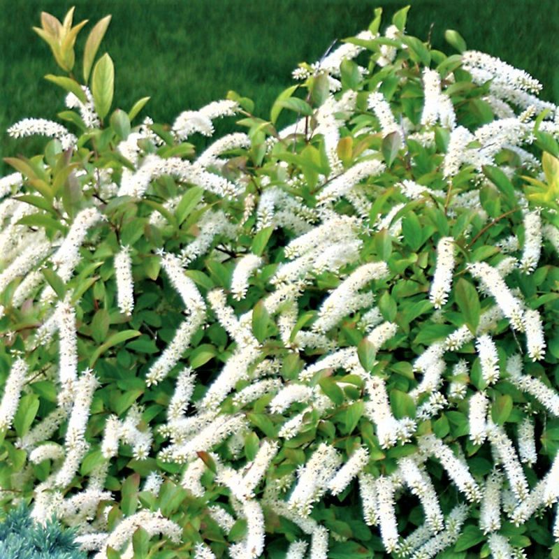 Итея виргинская: красивое и неприхотливое украшение вашего сада