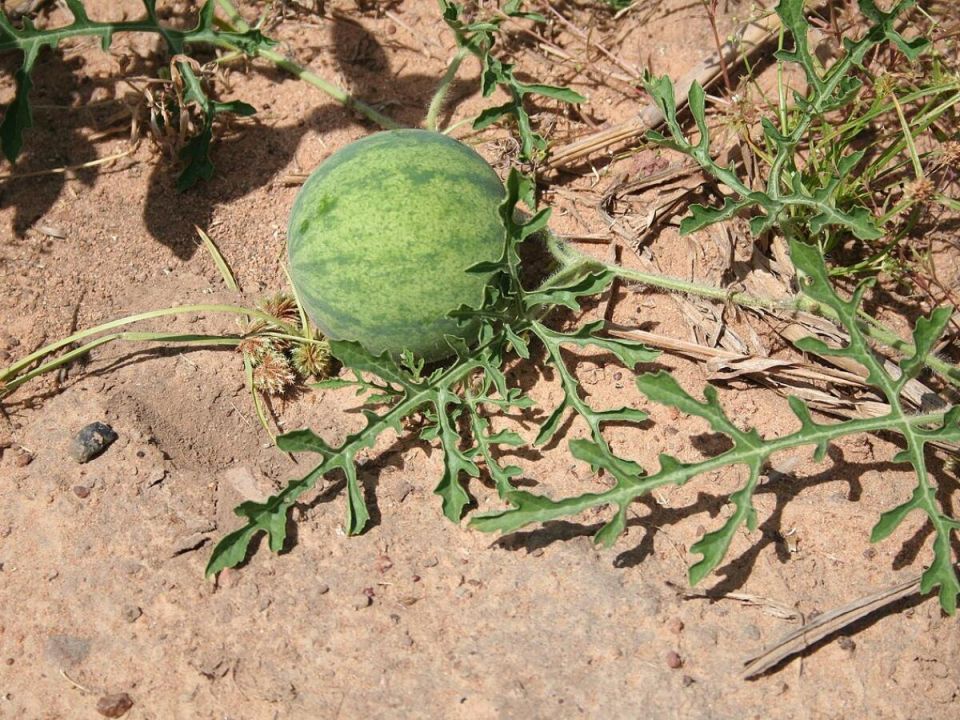 ��� ��������� ��������� ������: ������� � ������ ��� ��������� ������