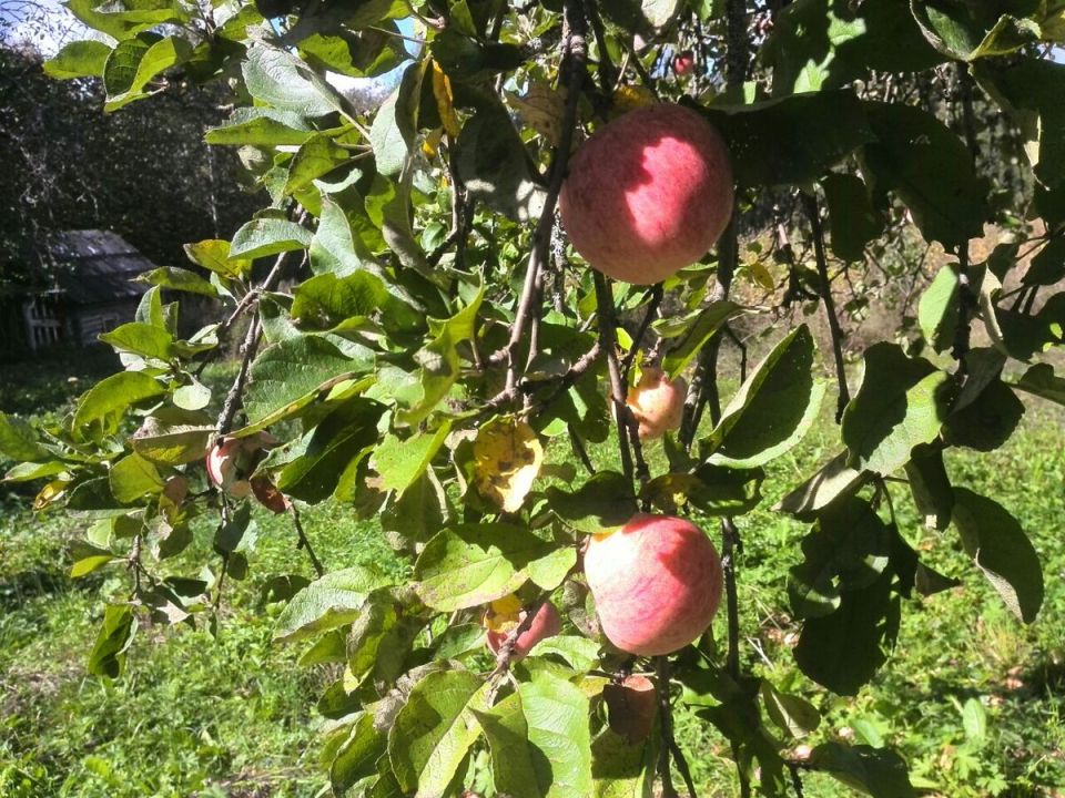 ��� ��������� ������� ������: ������� ��������� �����������