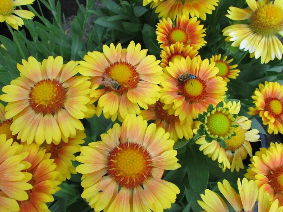 ���������: ������� �������� ������ � ������� ��������