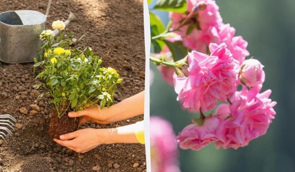 ������� �������� �������� ������� ���: �������� ������ ��� ��������� ����