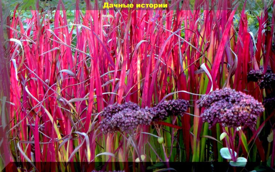 Декоративные злаки: как они могут преобразить ваш участок