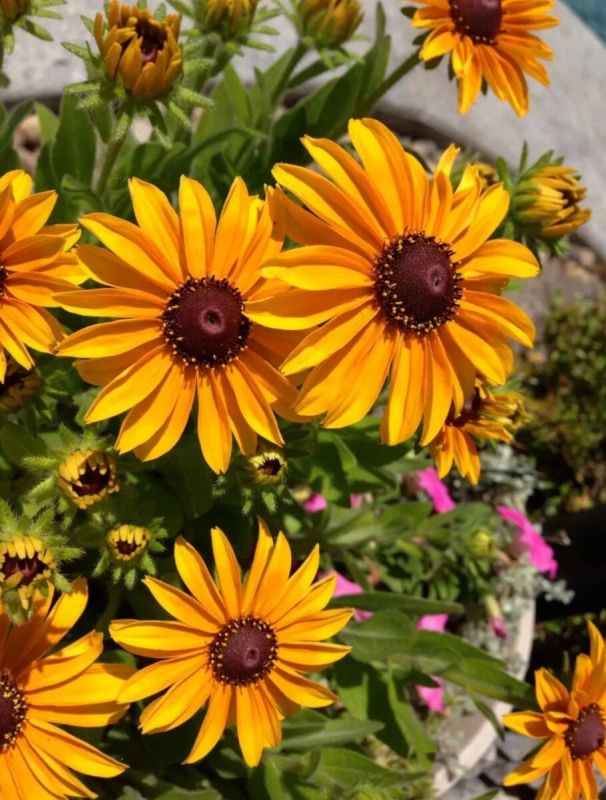 ��� ������������� �������� ���������� �������: ��� ������� ������� ��� �������� � ��������