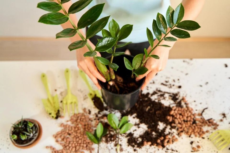 ��� ��������� ������������� ����� �������� ���� �����: ������� ��������� �����