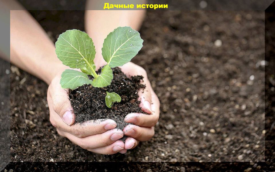 Посевной календарь: необходим ли он современным садоводам?