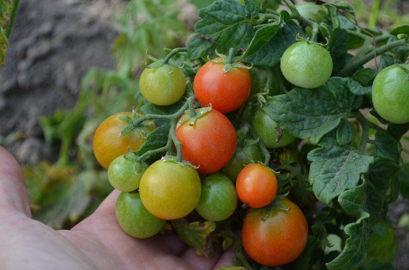 ��� ������� ��������� ����� ������� ��� ������ �������: ������ � ������������