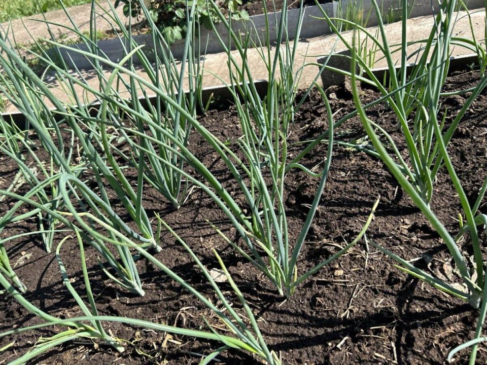 ��� ��������� �������� ��� ��� �������� ������: ������ ���������