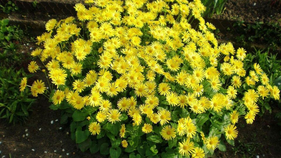 ������� ������� ������������� ��� ������ ��������