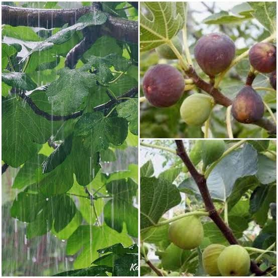 Инжир: древний символ изобилия и коварства