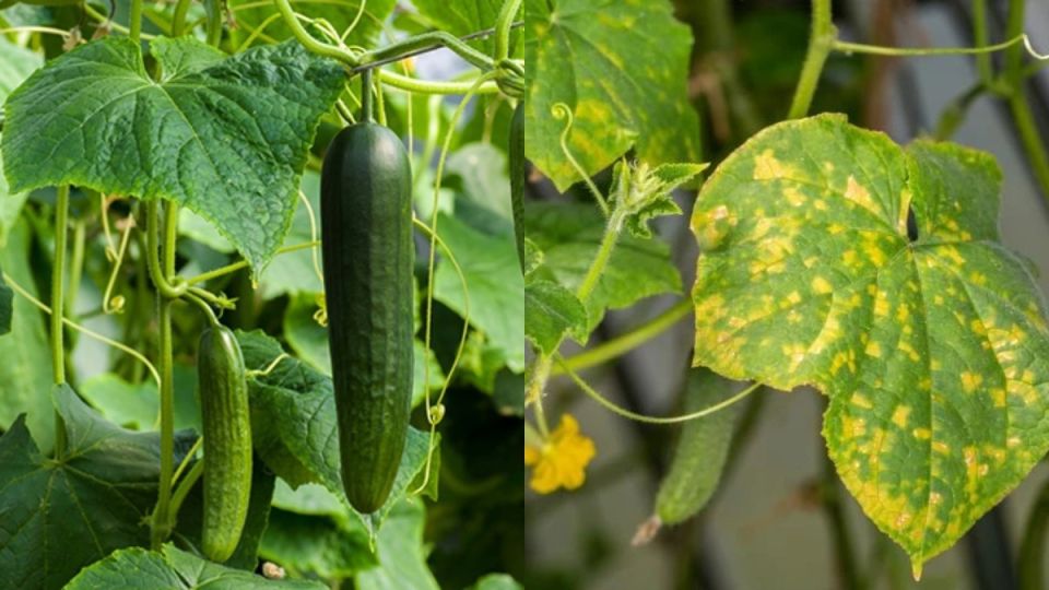 ������ � �������������� �������: ��� ������ ������ ��������� ��������