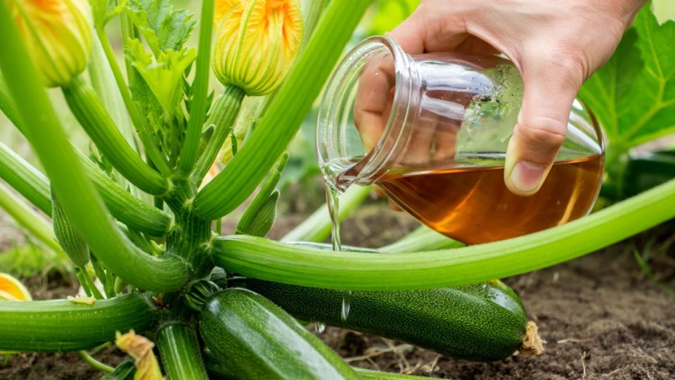 ����������� ������ �� �������� ������: ��� �������� ��������� ������ �������� �� ������