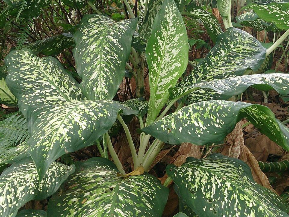 ������� �������: ����������� ����� �������� ������ ��������