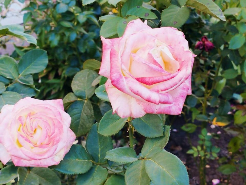 ������� ���������� �����: ��� �������� �������� �� ����������� �����