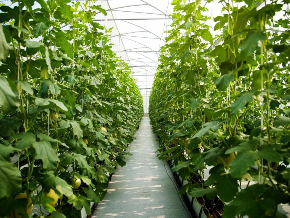 ��� ����������� ������� � ����: ������ �� ���������