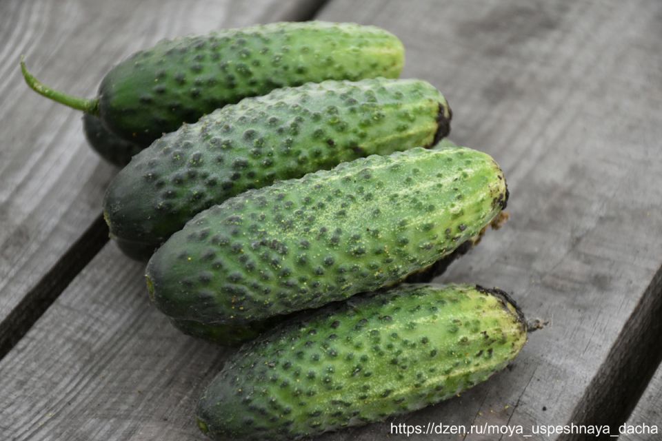 ������ '����� F1': ������� ������ ��� ������ �������