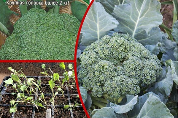 ������ ��������� ��������� ������� �������� ������