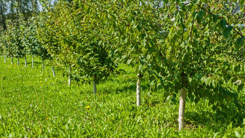 ������ ������� ��������� ����� ��������� ������ ����: ����� ������ �� ���� �� ����������