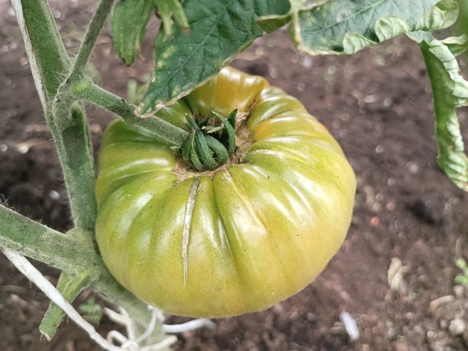 Пора экспериментировать: садоводы открывают секреты чудо-подкормок для томатов