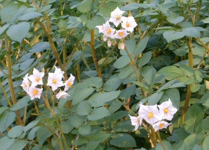 Как быстро вырастить картошку: секреты овощеводов