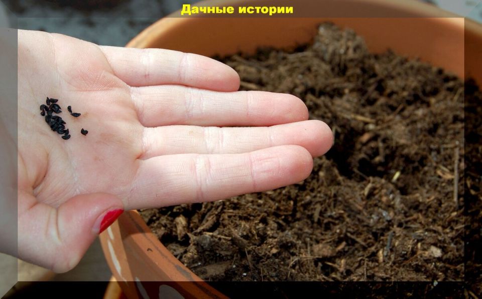 Как обеззаразить грунт для рассады: советы по подготовке почвы