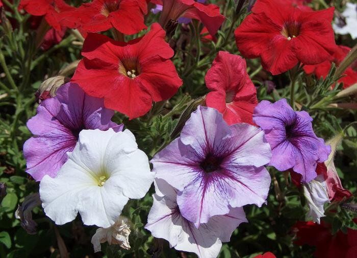 ����������� ������� ��� ���������: ������� ��������� �����������