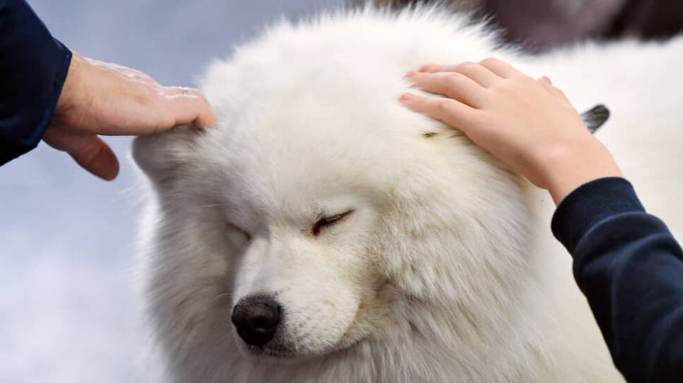 ����� ������� ��� ���������� �������� ��������