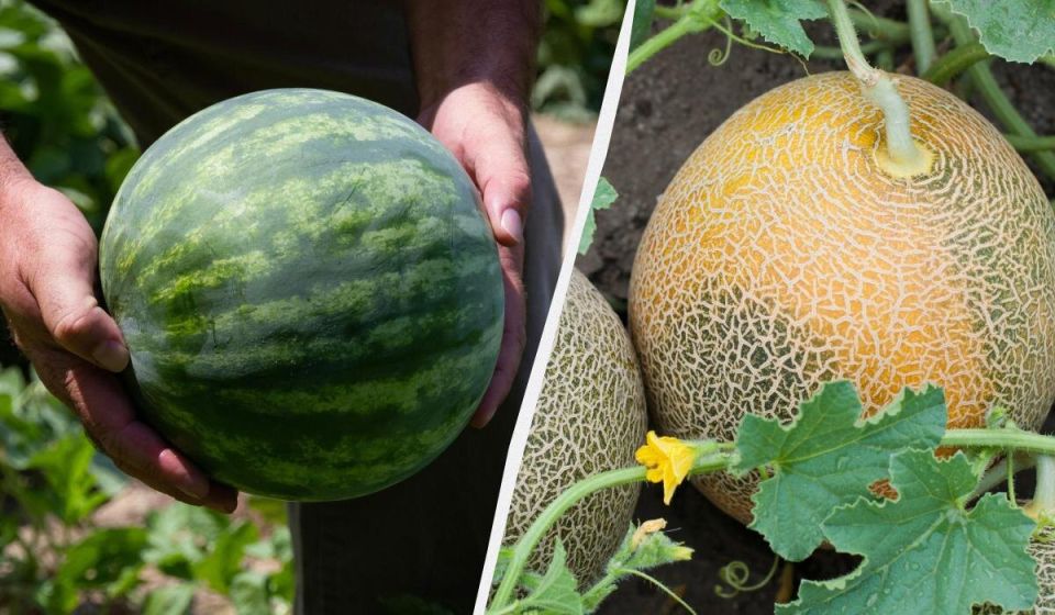 Когда собирать арбузы и дыни: ключевые моменты для gardeners
