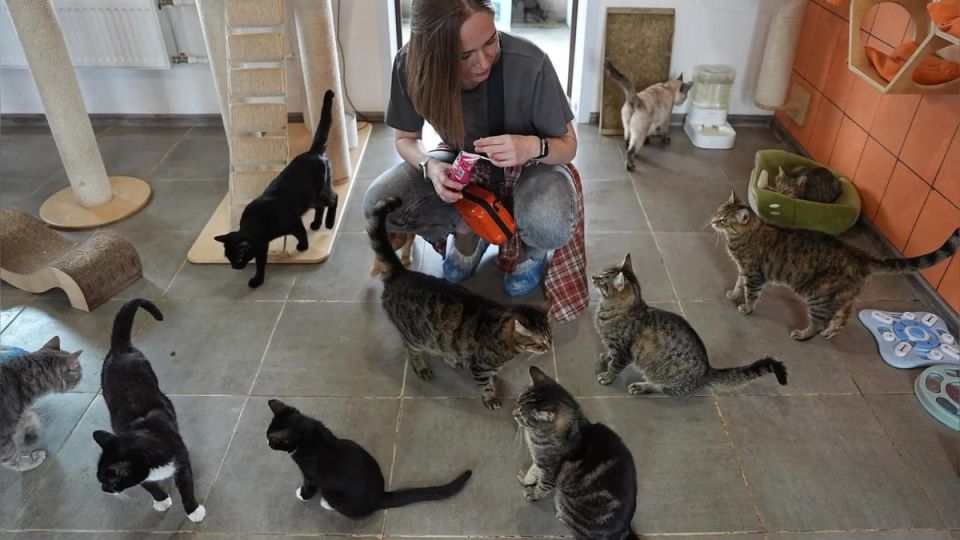 ��������� ����� �� �������� �������� � ������ � ��� ������� �����