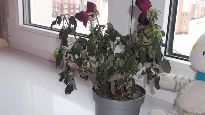 ��� ���������� ������ �������� � ���������� ���� �� 48 ����� � ��������� ������� �� �����������