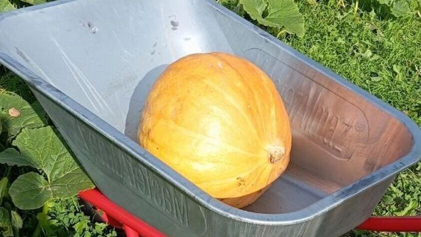 ����� ����� ������� �������: ����� ��� �������� �������� ����