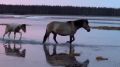 Золотые закаты и лошади в весеннем разливе что может быть красивее!