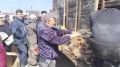 #господдержка. В Хангаласском районе идёт реализация населению скороспелой птицы В городе Покровске прошла распродажа кур-несушек АО Якутская птицефабрика