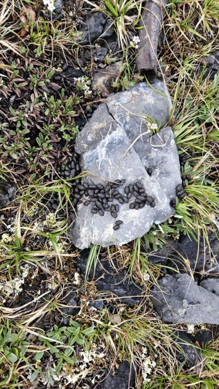 Сразу два краснокнижных растения обнаружили в Томпонском районе Якутии