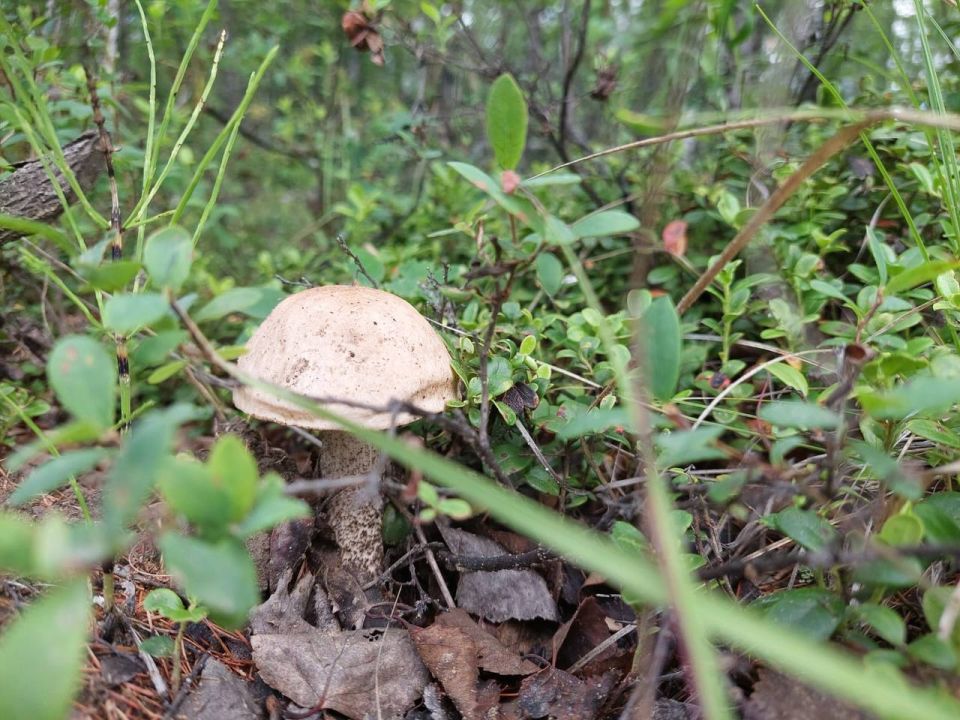 #.            -  ,       -    